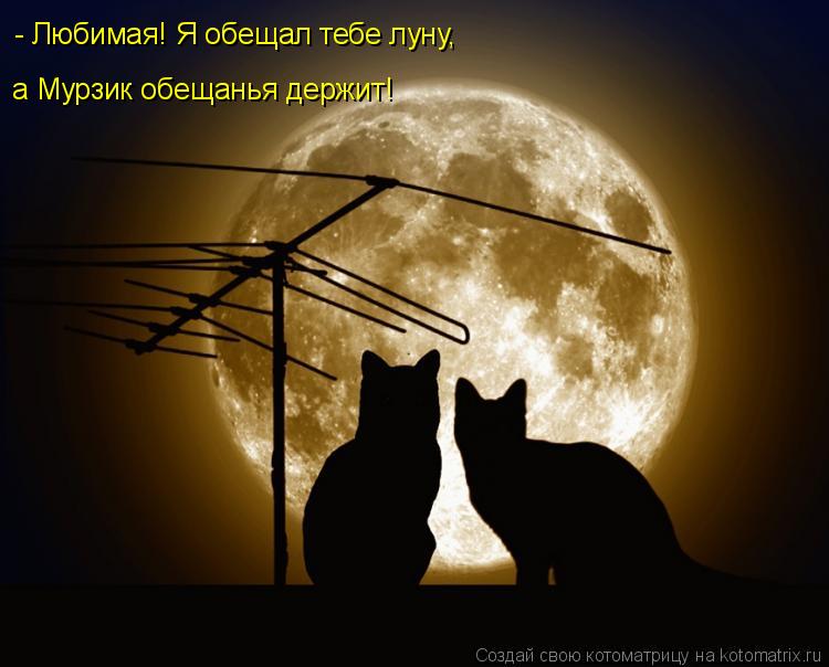 Котоматрица: - Любимая! Я обещал тебе луну,  а Мурзик обещанья держит!