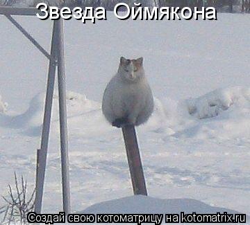 Котоматрица: Звезда Oймякона