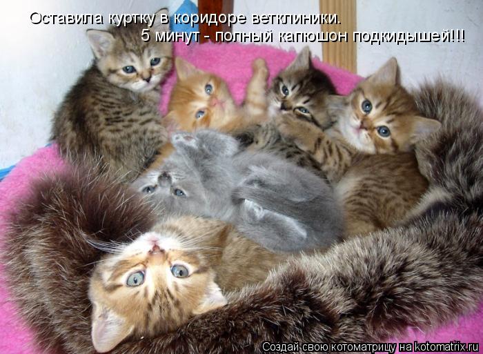 Котоматрица: Оставила куртку в коридоре ветклиники. 5 минут - полный капюшон подкидышей!!!