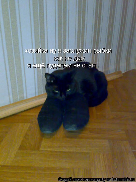 Котоматрица: хозяйка ну я заслужил рыбки как не даж я ещё пуделем не стал !