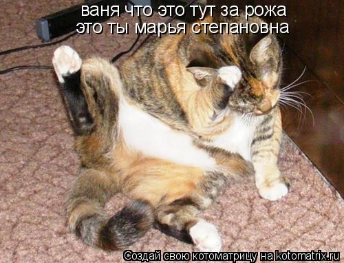 Котоматрица: ваня что это тут за рожа это ты марья степановна