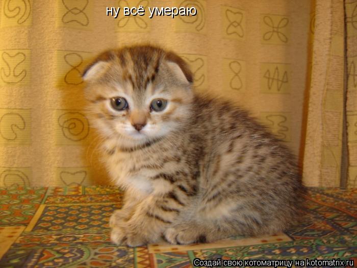 Котоматрица: ну всё умераю