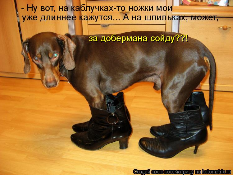 Котоматрица: - Ну вот, на каблучках-то ножки мои уже длиннее кажутся... А на шпильках, может, за добермана сойду??!
