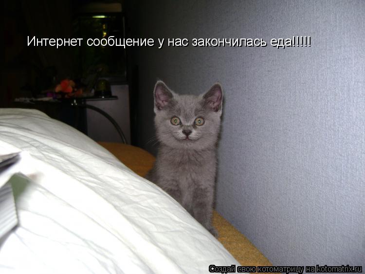 Котоматрица: Интернет сообщение у нас закончилась еда!!!!!