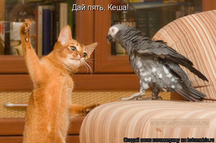 Котоматрица: Дай пять, Кеша!
