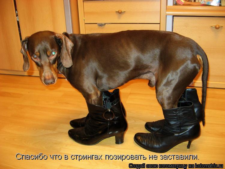 Котоматрица: Спасибо что в стрингах позировать не заставили.