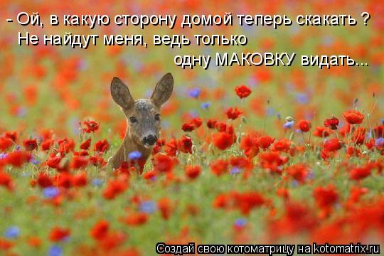 Котоматрица: - Ой, в какую сторону домой теперь скакать ? Не найдут меня, ведь только одну МАКОВКУ видать...