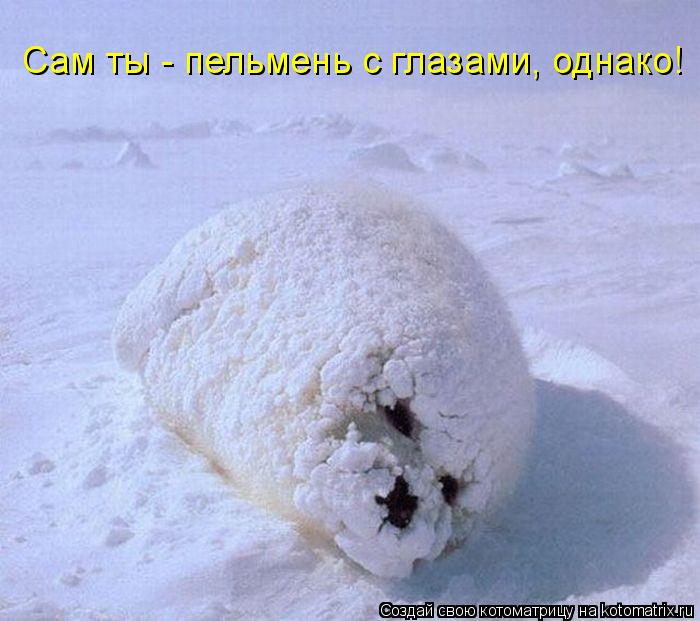 Котоматрица: Сам ты - пельмень с глазами, однако!