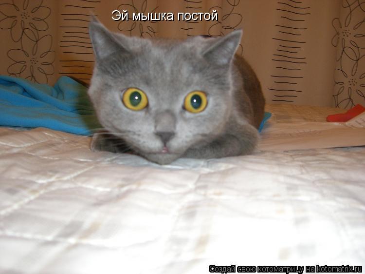 Котоматрица: Эй мышка постой