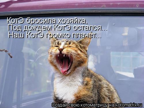 Котоматрица: КотЭ бросила хозяйка,  Под дождем КотЭ остался... Наш КотЭ громко плачет...