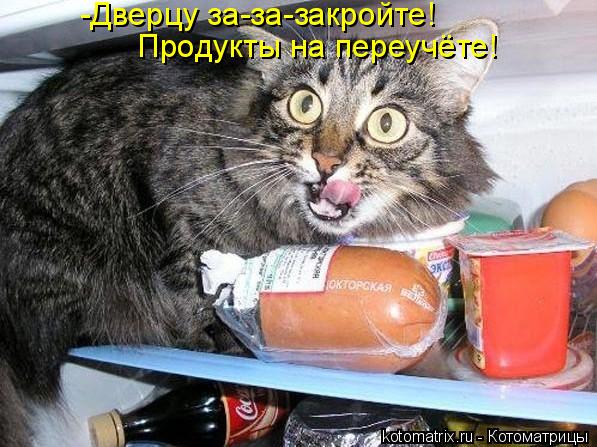 Котоматрица: -Дверцу за-за-закройте! Продукты на переучёте!