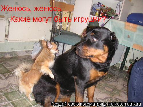 Котоматрица: Женюсь, женюсь... Какие могут быть игрушки?   Женюсь, женюсь...    Какие могут быть игрушки?
