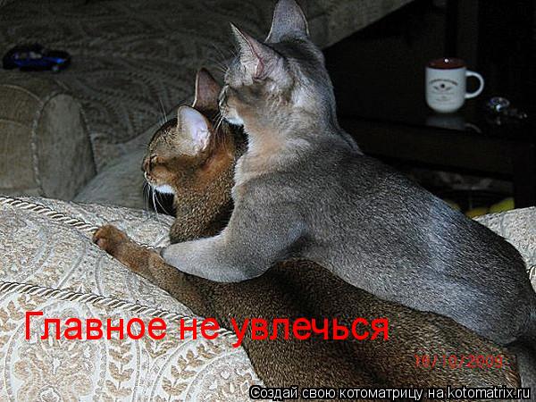 Котоматрица: Главное не увлечься