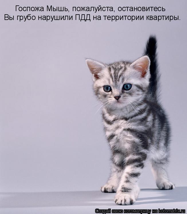 Котоматрица: Госпожа Мышь, пожалуйста, остановитесь Вы грубо нарушили ПДД на территории квартиры.
