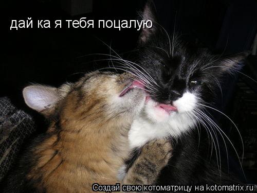 Котоматрица: дай ка я тебя поцалую