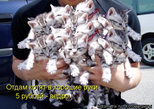 Котоматрица: Отдам котят в хорошие руки 5 рублей - ведро.