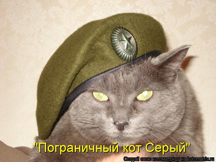 Котоматрица: "Пограничный кот Серый"
