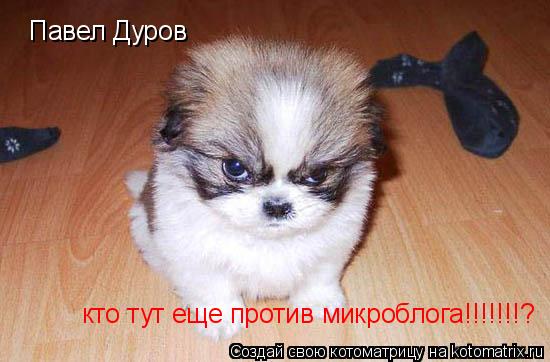 Котоматрица: Павел Дуров  кто тут еще против микроблога!!!!!!!?
