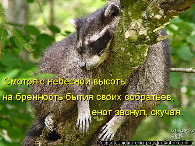 Котоматрица: Смотря с небесной высоты  на бренность бытия своих собратьев, енот заснул, скучая.
