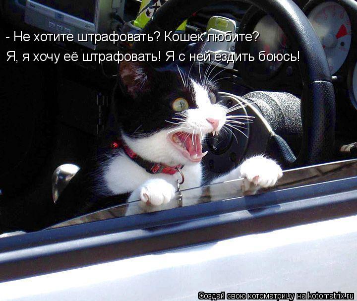 Котоматрица: Я, я хочу её штрафовать! Я с ней ездить боюсь! - Не хотите штрафовать? Кошек любите?