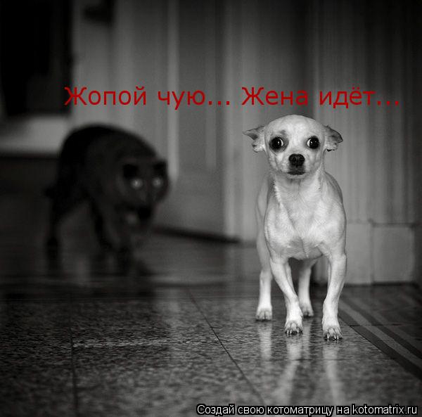 Котоматрица: Жопой чую... Жена идёт...