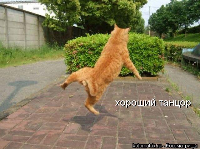 Котоматрица: хороший танцор