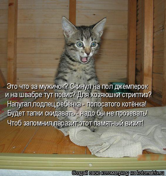 Это что за мужичок? Скинул на пол джемперок и на швабре тут повис? Для хозяюшки стриптиз? Напугал,под... Котоматрица: Это что за мужичок? Скинул на пол джемперок и на швабре тут повис? Для хозяюшки стриптиз? Напугал,подлец,ребёнка - полосатого котёнка! Будет