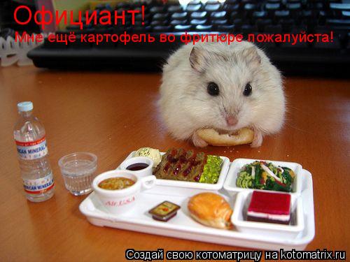 Котоматрица: Официант! Мне ещё картофель во фритюре пожалуйста!