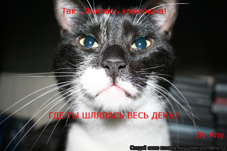Котоматрица: Так...Явилась хозяюшка! ГДЕ ТЫ ШЛЯЛАСЬ ВЕСЬ ДЕНЬ? By Any
