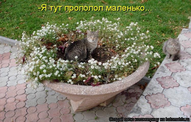 Котоматрица: -Я тут прополол маленько...