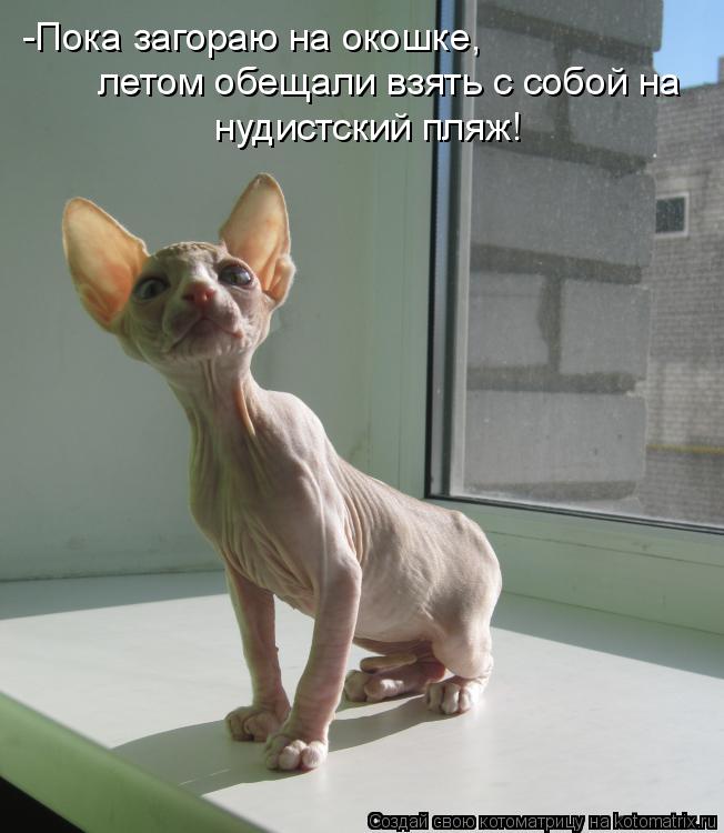 Котоматрица: -Пока загораю на окошке, летом обещали взять с собой на  нудистский пляж!