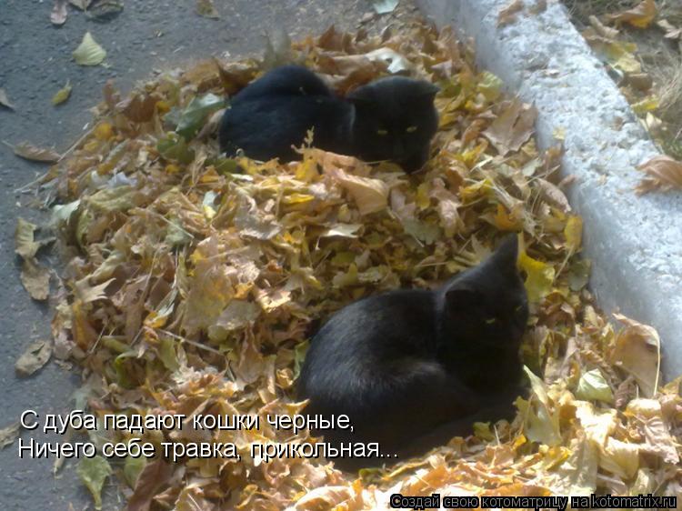 Котоматрица: С дуба падают кошки черные, Ничего себе травка, прикольная...