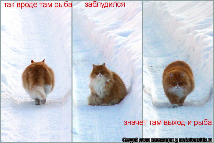 Котоматрица: так вроде там рыба  заблудился значет там выход и рыба