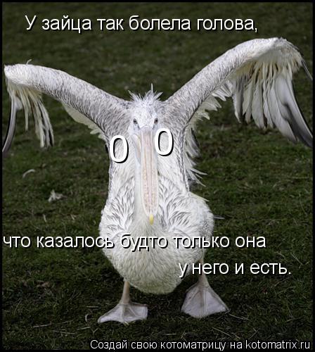 Котоматрица: 0  0  У зайца так болела голова, что казалось будто только она у него и есть.