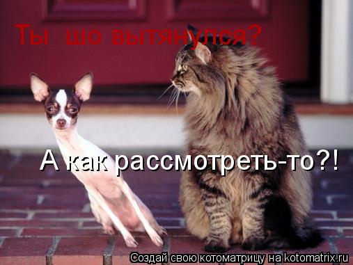 Котоматрица: Ты  шо вытянулся? А как рассмотреть-то?!