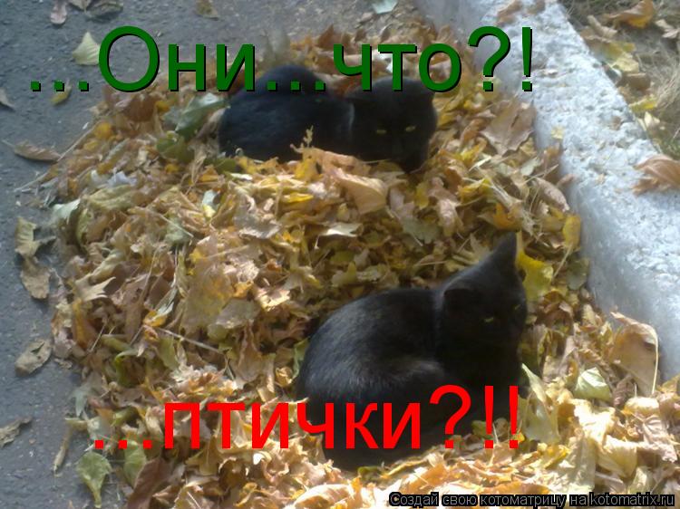 Котоматрица: ...Они...что?! ...птички?!!