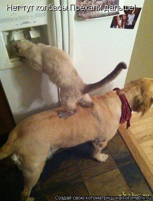 Котоматрица: Нет тут колбасы.Поехали дальше!