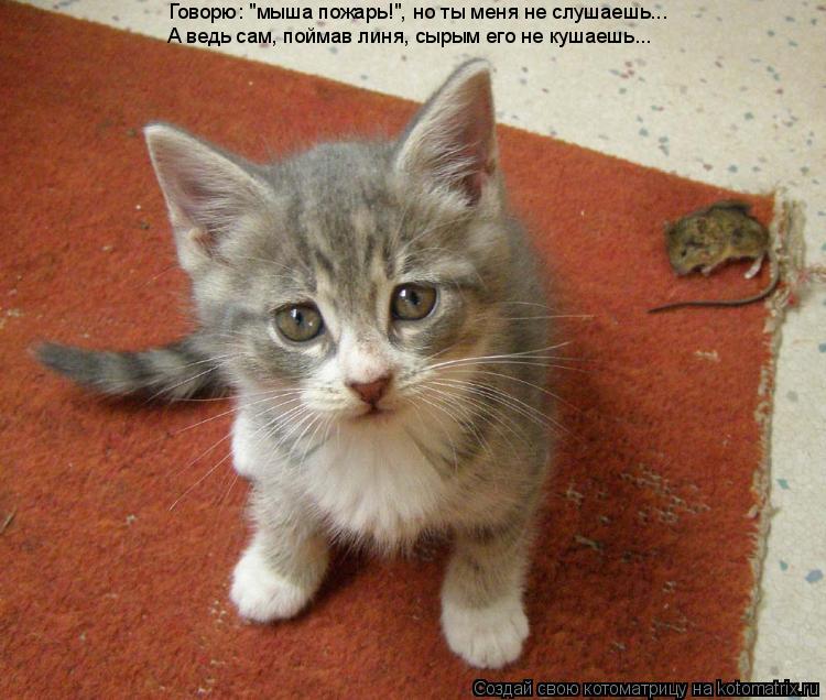 Котоматрица: Говорю: "мыша пожарь!", но ты меня не слушаешь... А ведь сам, поймав линя, сырым его не кушаешь...