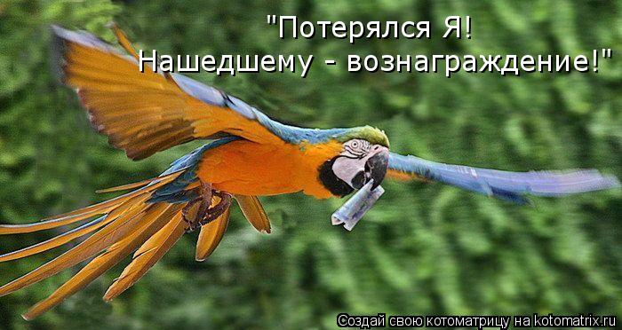 "Потерялся Я! Нашедшему - вознаграждение!"... Котоматрица: "Потерялся Я! Нашедшему - вознаграждение!"