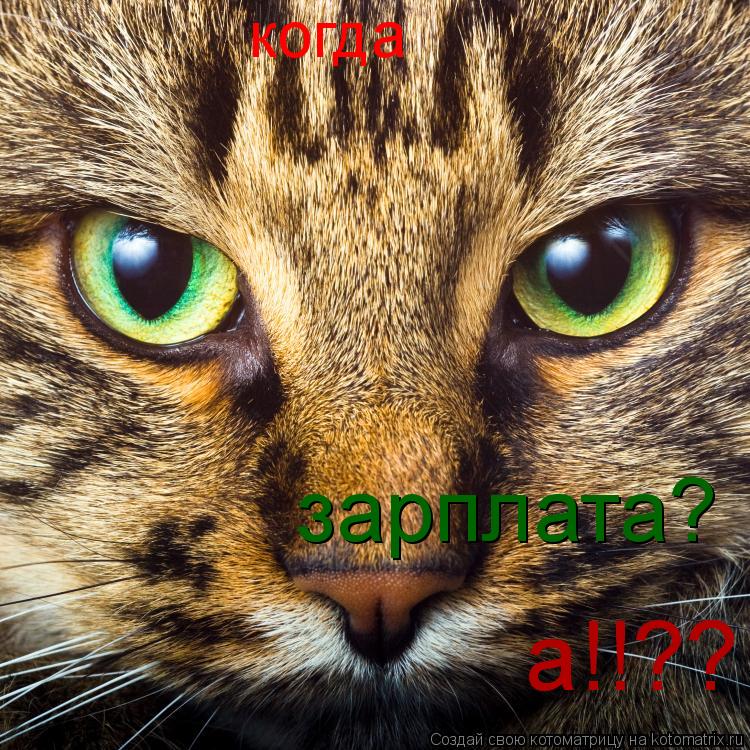 когда зарплата? а!!??... Котоматрица: когда зарплата? а!!??