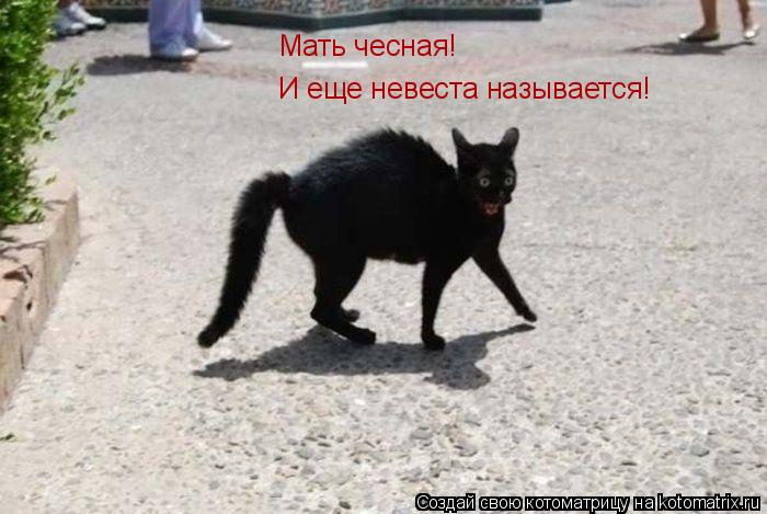 Котоматрица: Мать чесная! И еще невеста называется!