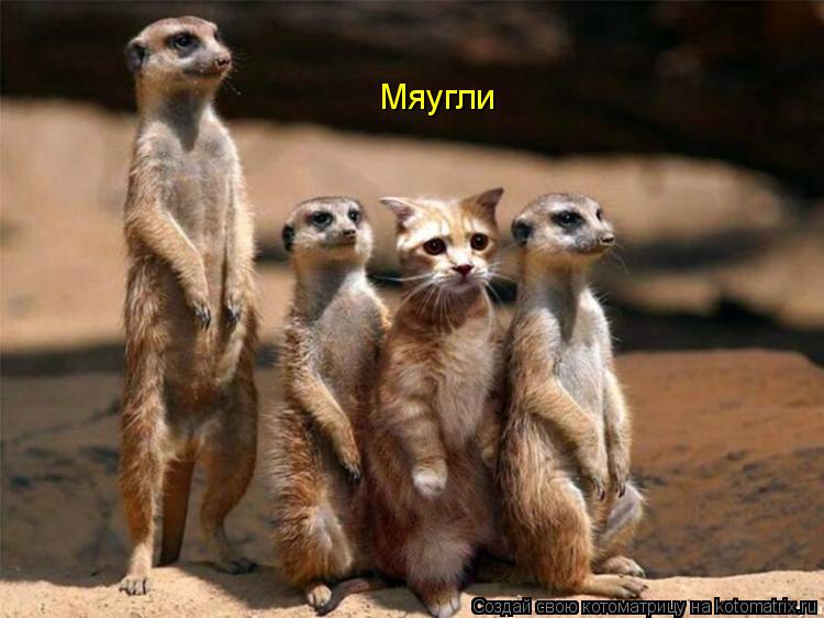 Котоматрица: Мяугли