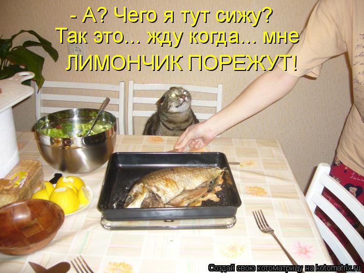 - А? Чего я тут сижу? Так это... жду когда... мне ЛИМОНЧИК ПОРЕЖУТ!... Котоматрица: - А? Чего я тут сижу? Так это... жду когда... мне ЛИМОНЧИК ПОРЕЖУТ!
