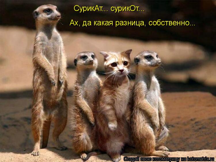 Котоматрица: СурикАт... сурикОт...  Ах, да какая разница, собственно...