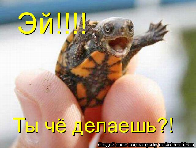 Котоматрица: Эй!!!! Ты чё делаешь?!