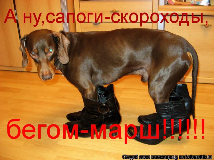 Котоматрица: А ну,сапоги-скороходы, бегом-марш!!!!!!