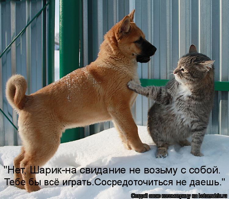 Котоматрица: "Нет, Шарик-на свидание не возьму с собой. Тебе бы всё играть.Сосредоточиться не даешь."