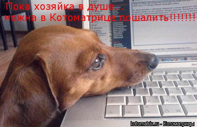 Котоматрица: Пока хозяйка в душе... можна в Котоматрице пошалить!!!!!!!!
