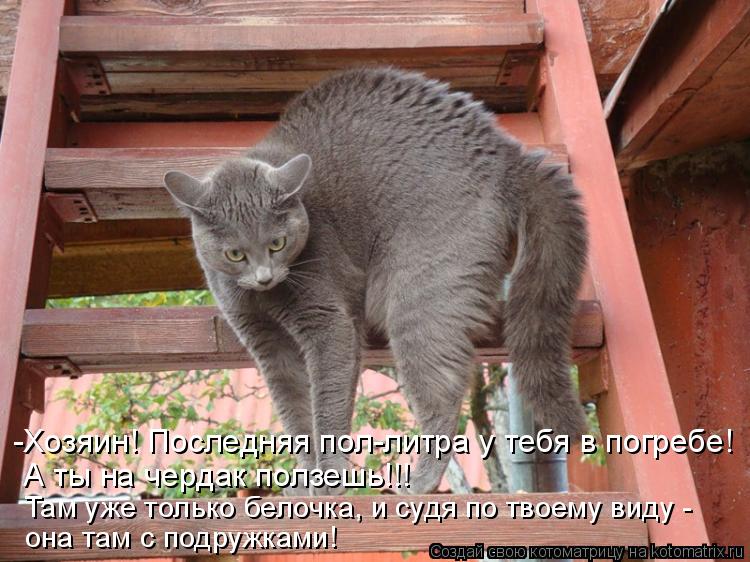 Котоматрица: -Хозяин! Последняя пол-литра у тебя в погребе! А ты на чердак ползешь!!! Там уже только белочка, и судя по твоему виду -  она там с подружками!