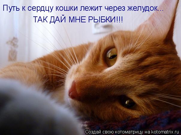 Котоматрица: Путь к сердцу кошки лежит через желудок... ТАК ДАЙ МНЕ РЫБКИ!!!